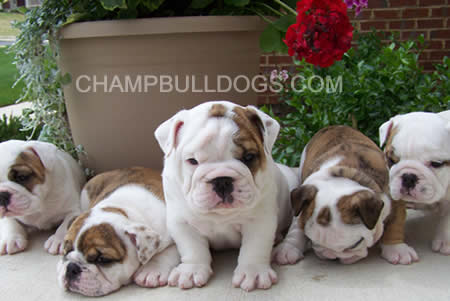 English Bulldog puppies